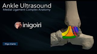 MEDIAL LIGAMENT COMPLEX OF THE ANKLE ANATOMY [upl. by Eiramassenav724]