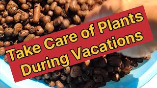 Plants during Vacation plants viralshort reels subscribe green plantlover diwali [upl. by Shute]