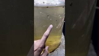 Changed The Water Of Fish Babies  मछली के बच्चों का पानी बदल दिया mollyfish mollybaby aquarium [upl. by Teddi]