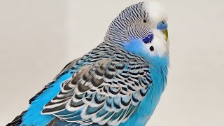 Singing Budgie is happier life [upl. by Neilla232]