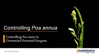 Controlling Poa annua in Overseeded Perennial Ryegrass [upl. by Nylirak78]