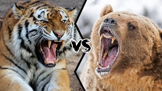 Siberian Tiger vs Grizzly Bear  Who would win [upl. by Gazzo]