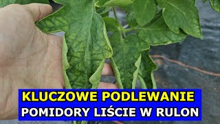 Kluczowe Podlewanie Warzyw LATEM Pomidory Liście ZWIJAJĄ SIĘ w Rulon Podlewanie Pomidorów Ogórków [upl. by Carmelle]