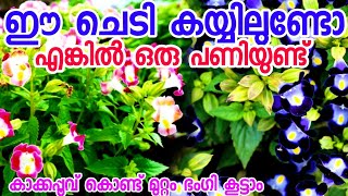 torenia ചെടി കയ്യിലുണ്ടോ എങ്കിൽ മുറ്റം കൊട്ടാരം പോലെയാക്കാം😍chedikal malayalampoochedigal [upl. by Imoin]