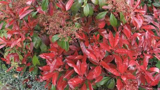 Photinia red robin spring or summer trim  prune [upl. by Storm]