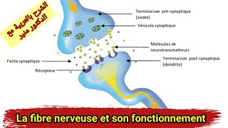 le tissu nerveux  la fibre nerveuse et le fonctionnement du neurone [upl. by Holcman838]