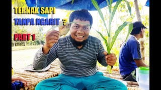 Ternak Sapi Tanpa Ngarit   PART 1 [upl. by Uolyram]