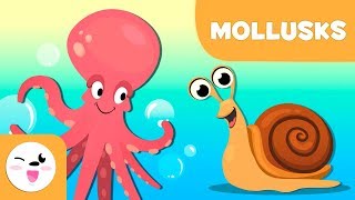 Mollusks for kids  Invertebrate animals  Science for kids [upl. by Everest997]