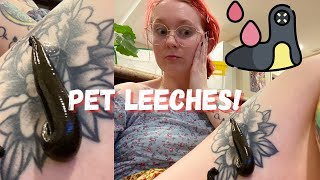 Pet Leeches Feeding them for the First Time blood not shown [upl. by Ahsaekal305]