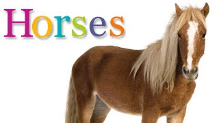 HORSES  Animal Book for Kids Read Aloud [upl. by Suiravaj]