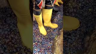 8000 Year Old Grapes Wine Making Process🍷😨 shorts facts ytshorts [upl. by Worrad]