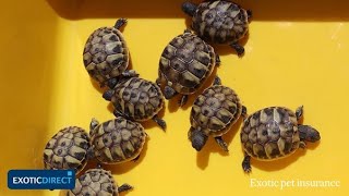 4 popular pet tortoise breeds  Choose the best pet tortoise for you in this indepth guide [upl. by Emelda]