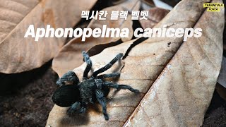 뚠뚠이 멕시칸 블랙 벨벳  Aphonopelma caniceps [upl. by Senskell]