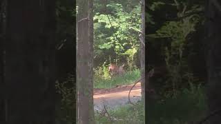 Live Action Bambi [upl. by Jacquette883]