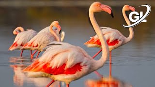 greater flamingo sound  pink flamingo flying  white flamingo bird  long neck birds  flamingo [upl. by Nanete]