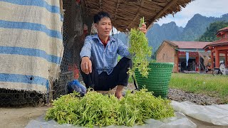 Harvesting natural male papaya flowers for sale  Pet care  Solo Survival [upl. by Nek]