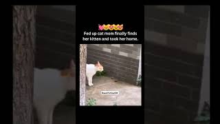 POV Fed up Cat Mom finally found her Kitten 😸 🥹😂❤️🧿streetdog shorts cat love [upl. by Ridglee]