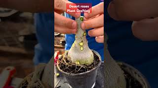 Adenium grafting grafting plants homenursery gardening [upl. by Jung]