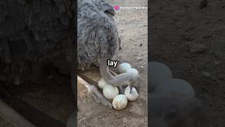 Amazing Facts About Ostriches [upl. by Ihtak]