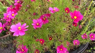 Gathering Seeds  Plants for Pressed Flowers  Self Sowing Plants and Seeds for Pressing and Drying [upl. by Revilo]