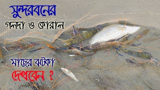 Most Valuable Fish Catching In Sundarban  Koral Fish Big Size Shrimph  Adventure BD [upl. by Haile]