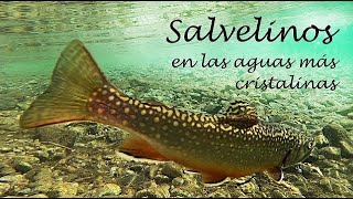 SALVELINOS A MOSCA EN LAS AGUAS MÁS CRISTALINAS [upl. by Rancell777]