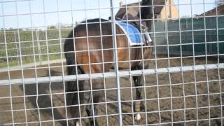 Starting Yearlings first time under saddle [upl. by Enneira]