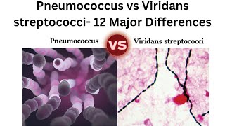 Pneumococcus vs Viridans streptococci 12 Major Differences [upl. by Clapper]