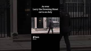 Business as usual for Downing Street cat Larry [upl. by Ricca250]