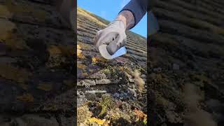 Roof moss removal in Birchington ✨️🏠✨️ [upl. by Thaine]