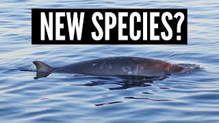 New beaked whale species discovered [upl. by Marchese]