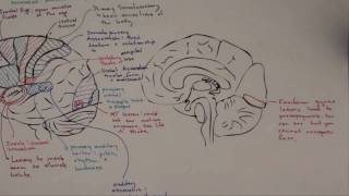 Part 3 Functional Brain Areas [upl. by Indira]