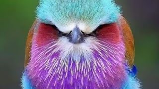 Cutie bird 📸🦜🐦🐦‍⬛colorful beautiful birdslover birdsounds forestsounds [upl. by Anitnoc]