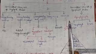 HematopoiesisFormationofbloodcellsblood [upl. by Ecienal317]