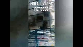 PET DOGS CUTE VIDEOSPET LOVERS CUTE PUPPIES [upl. by Nitsreik]