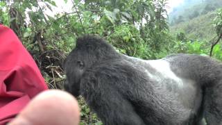 Gorilla Silverback Rwanda Pounds chest [upl. by Enelez]