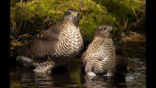 Sparrowhawks Nesting 2022 [upl. by Gault]