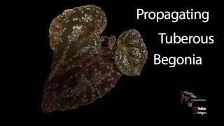 How to Propagate Tuberous Begonias [upl. by Nnylirehs302]