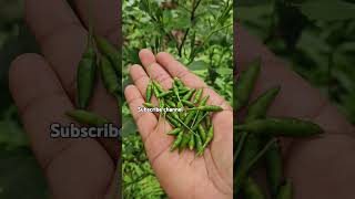 Bird eye chilli harvesting  sooji menasu   gandhari molag  shortsviral viralshort shorts [upl. by Leveridge579]