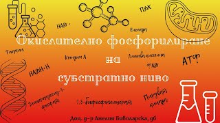 Окислително фосфорилиране на субстратно нивоOxidative phosphorylation at substrate level [upl. by Tips]