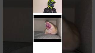 How Animals Yawn 🥱🥱shortsfeed shorts animals trending [upl. by Arda999]