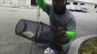 Catching FISH in SEWER With Fish Trap [upl. by Berneta]