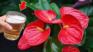 Just 1 Cup Flowerless Anthurium Suddenly Blooms Thousands Of Beautiful Flowers [upl. by Felipe]