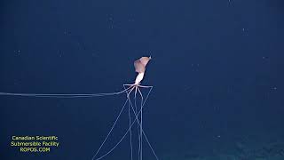 Magnapinna Squid up close swimming  Bigfin Squid 2021  Magnapinna Archive [upl. by Graehl]