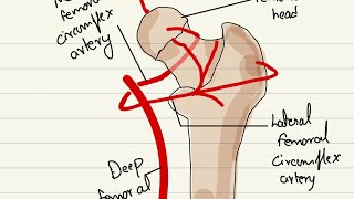 Legg Calve Perthes disease Pathology symptoms diagnosis and treatment [upl. by Lachman]