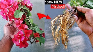 How To PROPAGATE Bougainvillea From Flowering Branches [upl. by Silvers]