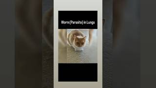 Worms Parasites in lungs in cats  Vet drugs [upl. by Dnana]