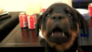 Talking rottweiler puppy [upl. by Hgielek]