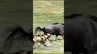 quotRelentless African Wild Dogs vs Wildebeest Shocking Hunt Caught on Cameraquot [upl. by Addy]