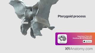 Pterygoid process of sphenoid bone [upl. by Qerat]